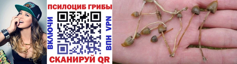 KRAKEN вход  Чегем  Галлюциногенные грибы MAGIC MUSHROOMS 